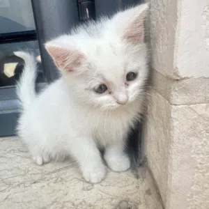 شيرازي قطط حلوة ومرحة للبيع بسبب السفر