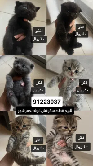6قطط للبيع