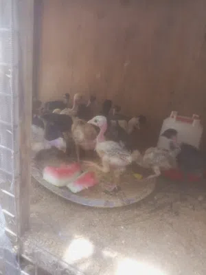 كتاكيت عمر عشرين يوم ابو ركيبه الزوج ب3ونص والعاديات الزوج ب3 وافراخ عمر شهرين ونص الزوج ب7