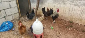 ثلاث جاجات وديك  ما شاء الله عليهم