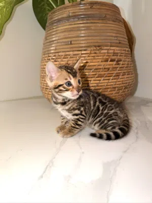 pure Bengal kitten’s jumbo