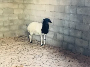 السلام عليكم خروف لبيع ربي يبارك