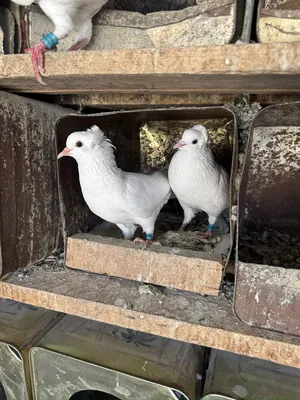 Pigeons1