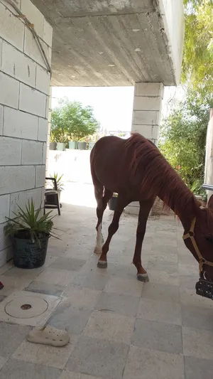 ‏خيل‏1