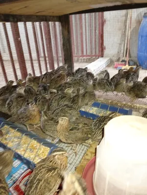 ‏حيوانات وطيور اخرى‏2