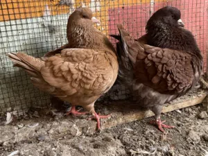 حمام كنج لون مميز