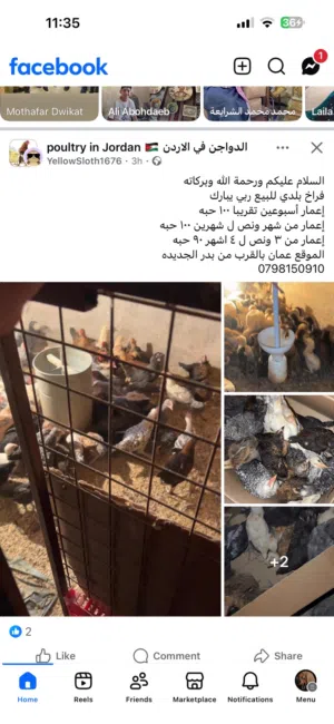 صوص بلدي للبيع أعمار مختلفه