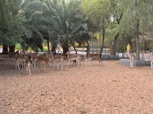 Deer0