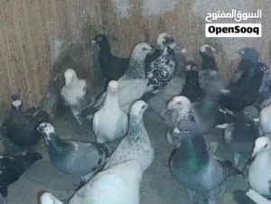 حمام مشكل خم كامل  60 طير