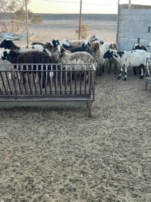 جعد نعيمي للبيع