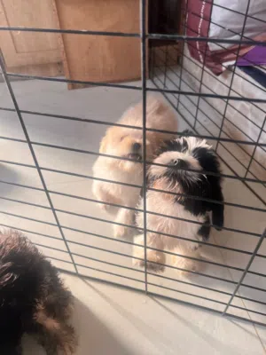 Maltipoo for sale 3000