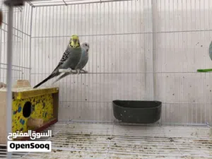 طيور حب نصاصه