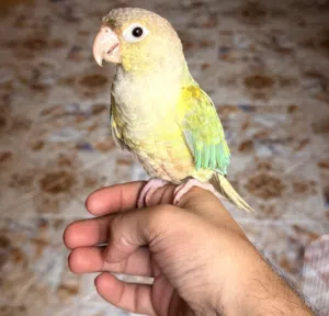 ببغاء كنيور