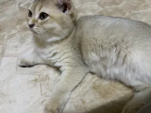 سكوتش انثى