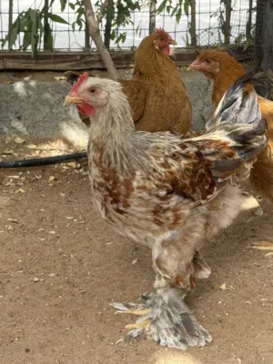 دجاج كوشن.