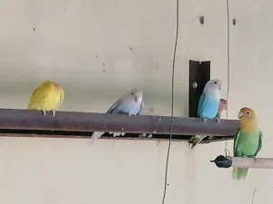 روز ساس قوي