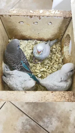 Baby badgies