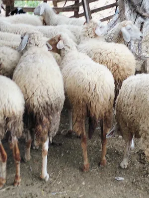 Sheep4