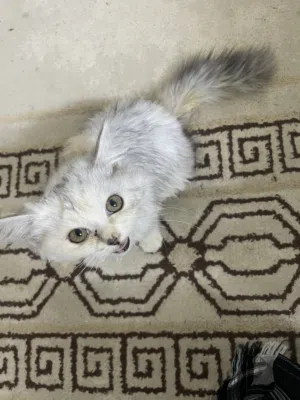 قطه انثى لبيع