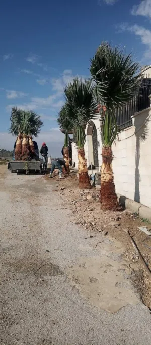 واشنطونيا زينه من مزارع الكرامه