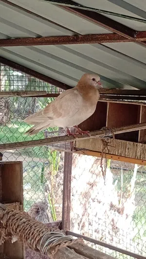 Pigeons for Sale – Pakistani, Birni & Flying Pigeons AvailableHealthy pigeons available for sal