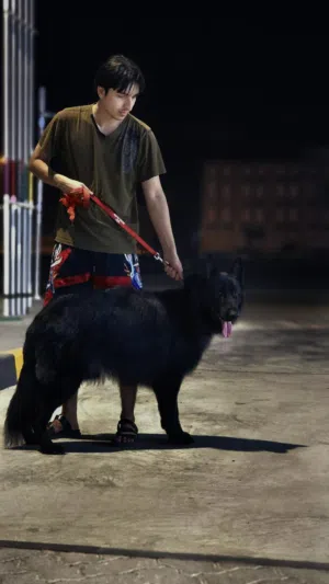 GERMAN SHEPHERD WORKING LINE BLACK JACK IMPORTED FROM GERMANY