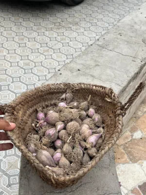 ثوم ذكر للبيع