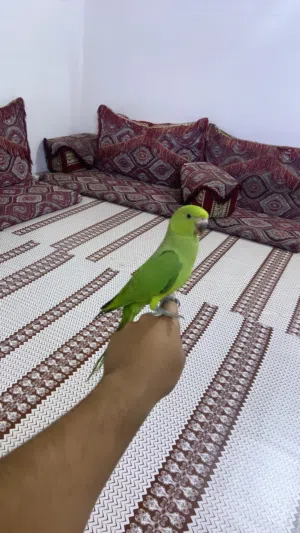 بغبغاء در للبيع مستعجل علا بيعته