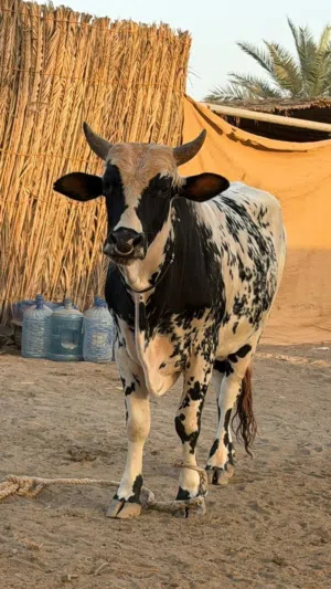 عيل مستقبل رباعي