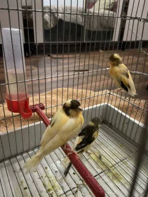 كوبيه كناري تحتها زوز فروخ للبيع  ولافه في الجديد
