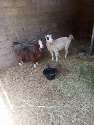 صخال سمينات ما شاء الله وصفار ف العمر