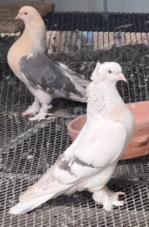 حمام عررطات جميع  انواع الحمام وين العاشقين وين المربيين حمام عررررطات كل زوج احسن من الثاني
