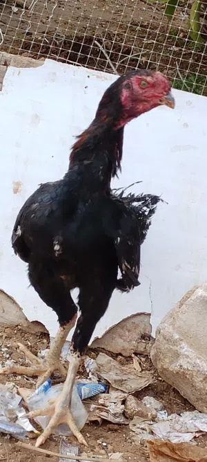 متوفر ديوك باكستاني حر كوبر وبناديق ألماني اول خيرهم ماشاء الله