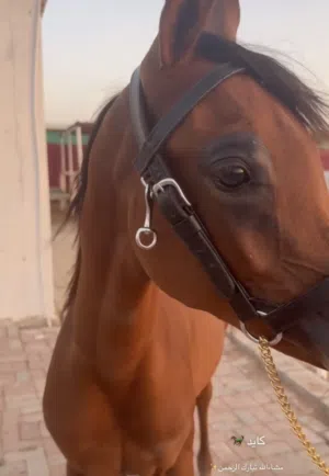مهر للبيع بصحة زينة و ما يعاني من اي مشكلة أبدا