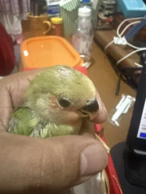 3 Pair Rose with baby and eggs (Love Bird) Safa Jeddah for cost please WhatsApp