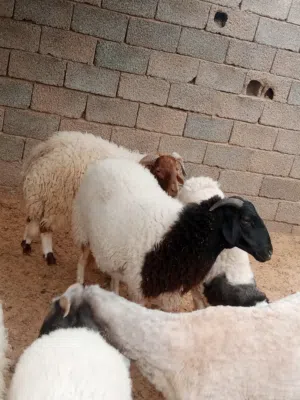افطيمة للبيع