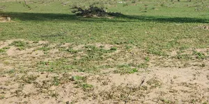 Farm . 9858 m2 . Agent2