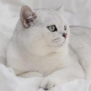 ذكور للتزاوج