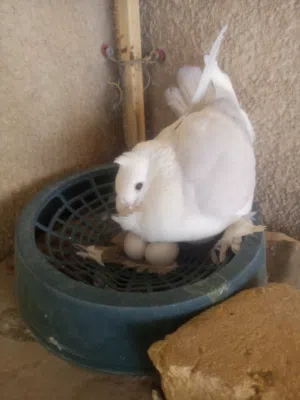 زوج مع انتاجهن مع البيض