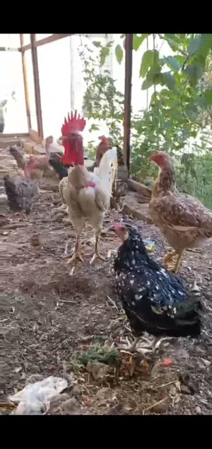 دجاج عرب اصلي ابو ركيبة