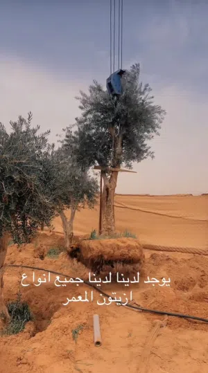 يوجد أشجار الزيتون