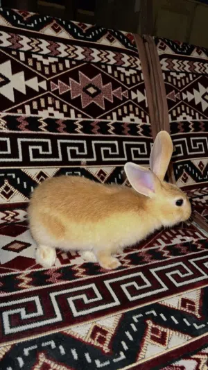 ارنب ذكر نظيف لطيف مع قفص واكله