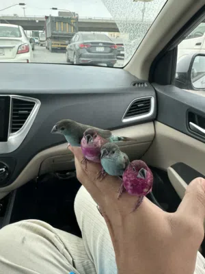 طيور زيبرا فينش