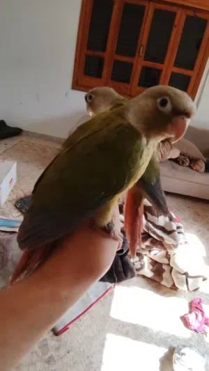 كنيور سينامون