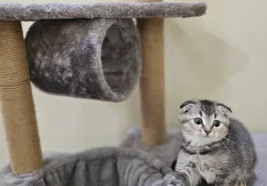 Scottish fold