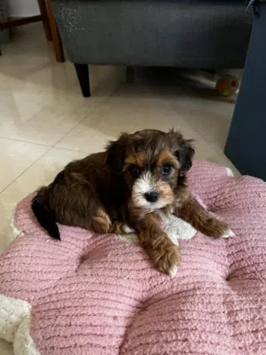 Friendly, healthy, female Maltipoo puppy available