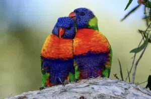 Tamed Rainbow Lori