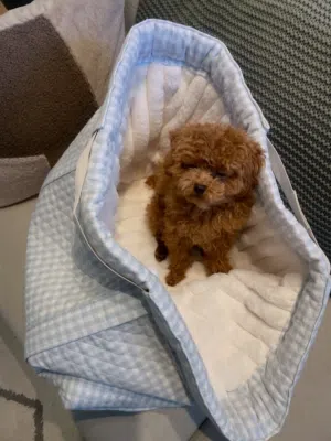Poodle Puppy