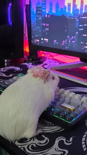 guinea pig