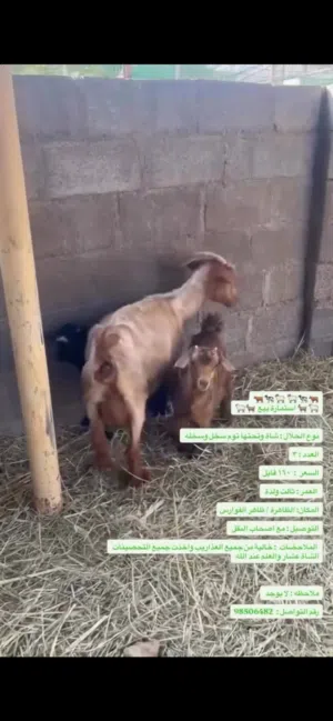 اغنام و كبش و جعد اسعار متفاوتة